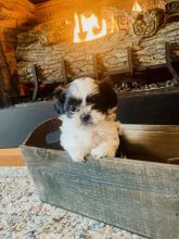 Pure bred mini Shih Tzu *catalinamarisol3@gmail.com*