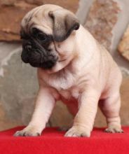 Purebred Pug Puppies Available