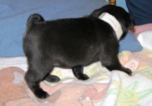 Re-homing male black Pug puppy*catalinamarisol3@gmail.com*