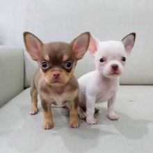 Teacup Chihuahua Puppies For Sale..Email cheyannefennell292@gmail.com or text (626)-655-3479