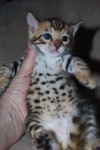 Stunning Bengal with 3 dimension spotted rosettes*catalinamarisol3@gmail.com*