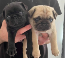 Super Adorable pug Puppies