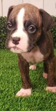 sweet Charming Boxer Puppies Available now