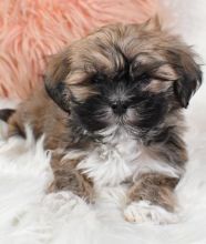 very socialized Lhasa Apso puppies
