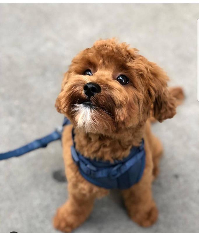 12 week old brown Maltipoo ❤️catalinamarisol3@gmail.com❤️ Image eClassifieds4u