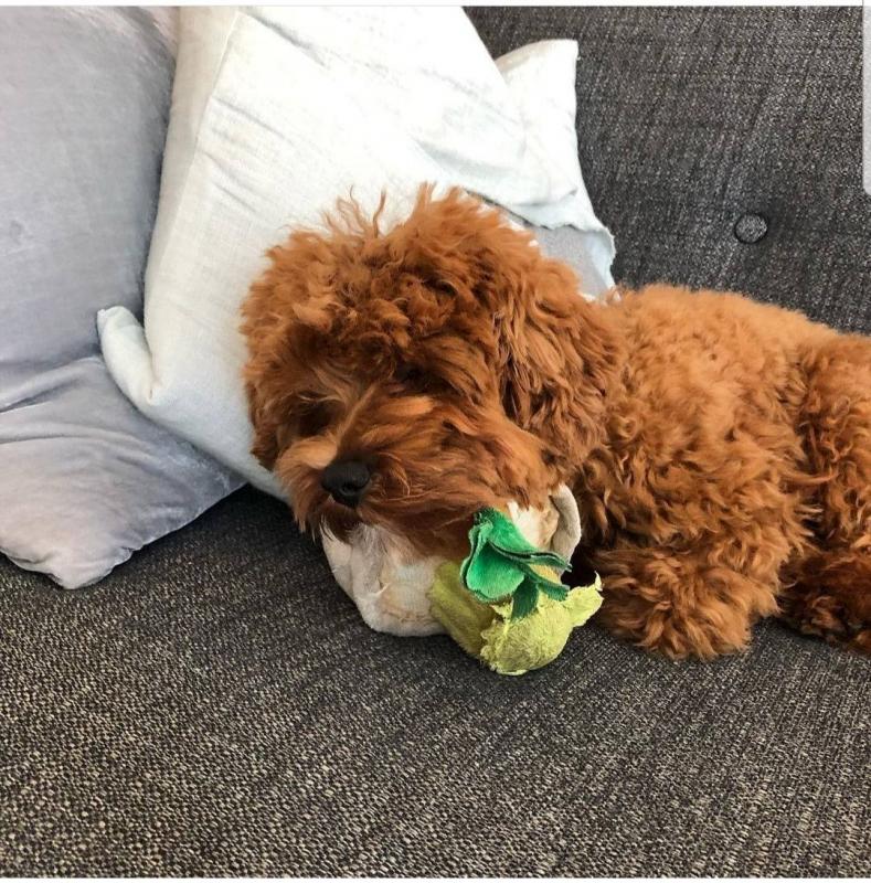 12 week old brown Maltipoo ❤️catalinamarisol3@gmail.com❤️ Image eClassifieds4u