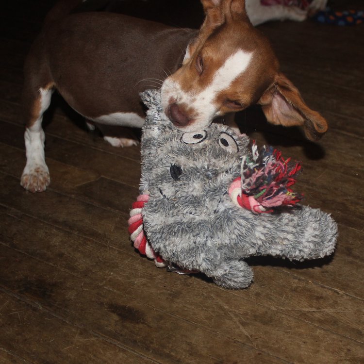 Adopt Dachshund puppy❤️catalinamarisol3@gmail.com❤️ Image eClassifieds4u