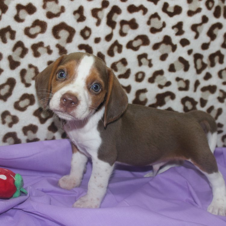 Adopt Dachshund puppy❤️catalinamarisol3@gmail.com❤️ Image eClassifieds4u