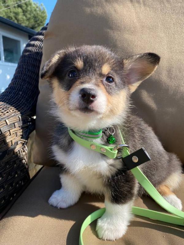Adorable corgi puppy!❤️catalinamarisol3@gmail.com❤️ Image eClassifieds4u