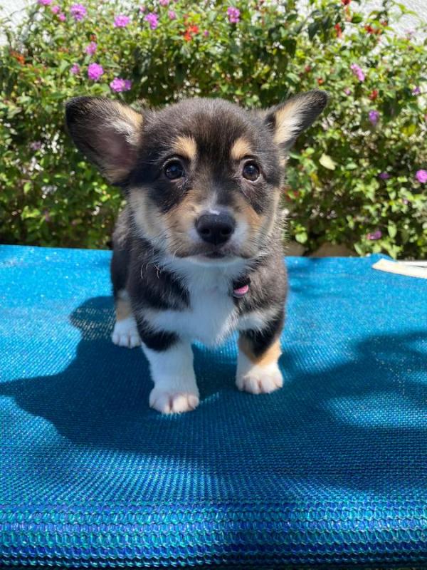 Adorable corgi puppy!❤️catalinamarisol3@gmail.com❤️ Image eClassifieds4u