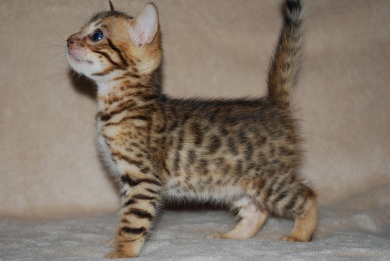 Beautiful Bengal kitten*catalinamarisol3@gmail.com* Image eClassifieds4u
