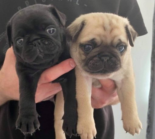 Beautiful pug puppies ready now!! Image eClassifieds4u