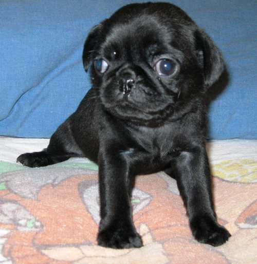 Black Pug Puppies for sale*catalinamarisol3@gmail.com* Image eClassifieds4u