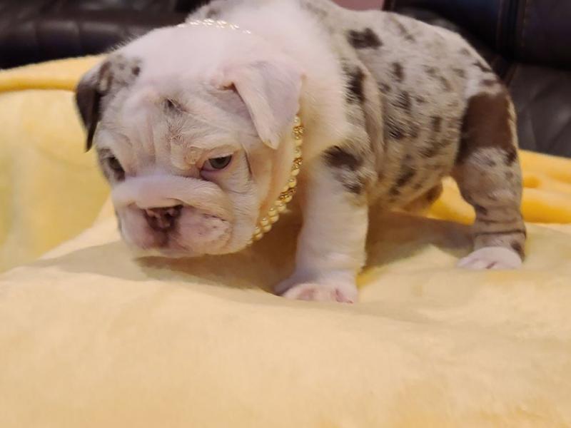 CKC Beautiful English bulldog puppies EMAIL catalinamarisol3@gmail.com Image eClassifieds4u
