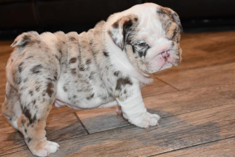 CKC Beautiful English bulldog puppies EMAIL catalinamarisol3@gmail.com Image eClassifieds4u