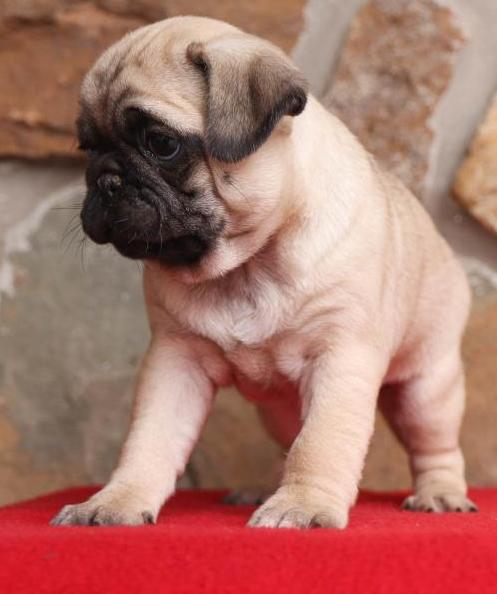 Cute And Lovely Pug Puppies Image eClassifieds4u