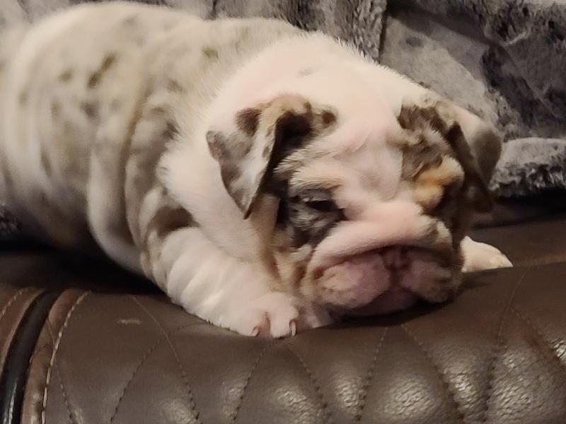 English Bulldog puppy, male and female. 3 months old !❤️catalinamarisol3@gmail.com❤️ Image eClassifieds4u