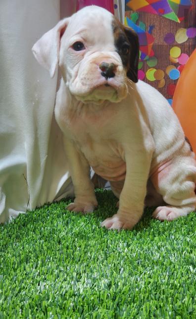 First-class Boxer Pupps Ready Image eClassifieds4u
