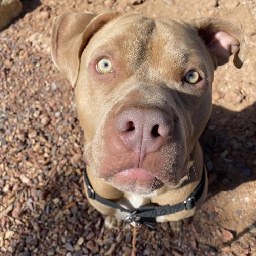 Good Moo Moo Red Nose Pit bull needs a good family❤️catalinamarisol3@gmail.com❤️ Image eClassifieds4u