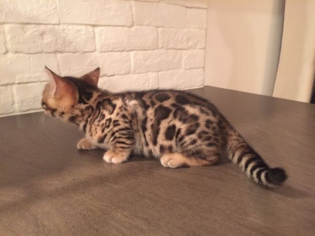 Litterbox trained Bengals available*catalinamarisol3@gmail.com* Image eClassifieds4u
