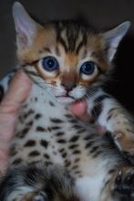 ❤️3 month old Bengal kitten for rehoming❤️*catalinamarisol3@gmail.com* Image eClassifieds4u 4