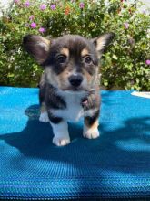 ❤️Adorable tri colored corgi❤️*catalinamarisol3@gmail.com* Image eClassifieds4u 3