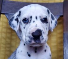 ❤️Beautiful Dalmatian puppy available for sale❤️*catalinamarisol3@gmail.com* Image eClassifieds4u 3