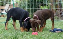 ❤️Beautiful Doberman-Pit Puppies❤️*catalinamarisol3@gmail.com* Image eClassifieds4u 2