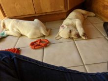 ❤️Beautiful Labrador 4 Month Old ❤️*tellopsilvia@gmail.com* Image eClassifieds4U