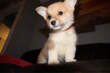 ❤️Beautiful Pembroke Welsh Corgis❤️*catalinamarisol3@gmail.com* Image eClassifieds4u 2