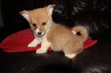❤️Beautiful Pembroke Welsh Corgis❤️*catalinamarisol3@gmail.com* Image eClassifieds4u 3