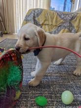 ❤️Fawn, Black and chocolate Labrador puppies❤️*catalinamarisol3@gmail.com* Image eClassifieds4u 2