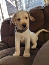 ❤️Labrador Retriever puppy for sale ❤️*catalinamarisol3@gmail.com* Image eClassifieds4u 1