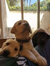 ❤️Labrador Retriever puppy for sale ❤️*catalinamarisol3@gmail.com* Image eClassifieds4u 2