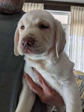 ❤️Labrador Retriever puppy for sale ❤️*catalinamarisol3@gmail.com* Image eClassifieds4u 3