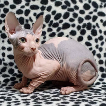 ❤️Pure breed Sphynx Kittens❤️*catalinamarisol3@gmail.com* Image eClassifieds4u 4