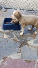 ❤️Pure pure corgi Female❤️*catalinamarisol3@gmail.com* Image eClassifieds4u 3