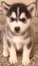 ❤️Siberian husky blue eyes super friendly❤️*catalinamarisol3@gmail.com* Image eClassifieds4u 4