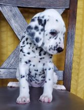 ❤️sweet Dalmatian puppies for rehoming❤️*catalinamarisol3@gmail.com* Image eClassifieds4u 2