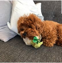 12 week old brown Maltipoo ❤️catalinamarisol3@gmail.com❤️ Image eClassifieds4u 2