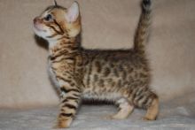3 bengals available *catalinamarisol3@gmail.com* Image eClassifieds4u 3