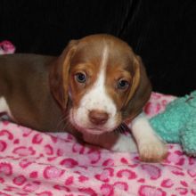 Adopt Dachshund puppy❤️catalinamarisol3@gmail.com❤️ Image eClassifieds4u 3