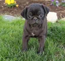 Adorable pug puppies Image eClassifieds4u 2