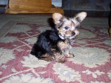 Adorable Yorkshire Terrier puppies available *catalinamarisol3@gmail.com* Image eClassifieds4u 4