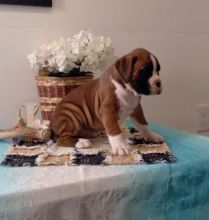 Boxer puppies available. Image eClassifieds4u 1