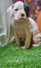 Boxer puppies available. Image eClassifieds4u 2