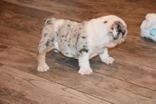 CKC Beautiful English bulldog puppies EMAIL catalinamarisol3@gmail.com Image eClassifieds4u 2