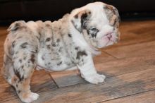 CKC Beautiful English bulldog puppies EMAIL catalinamarisol3@gmail.com Image eClassifieds4u 4
