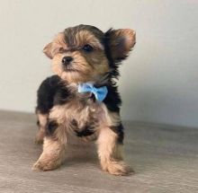 Cute Yorkshire Terrier puppies Image eClassifieds4u 2