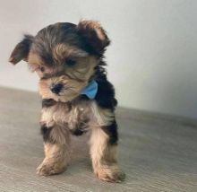 Cute Yorkshire Terrier puppies Image eClassifieds4u 2
